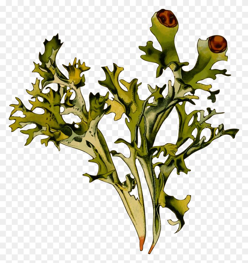 2256x2400 Этот Бесплатный Дизайн Иконок Исландский Мох Исландский Мох, Растение, Лист, Цветок Png Скачать