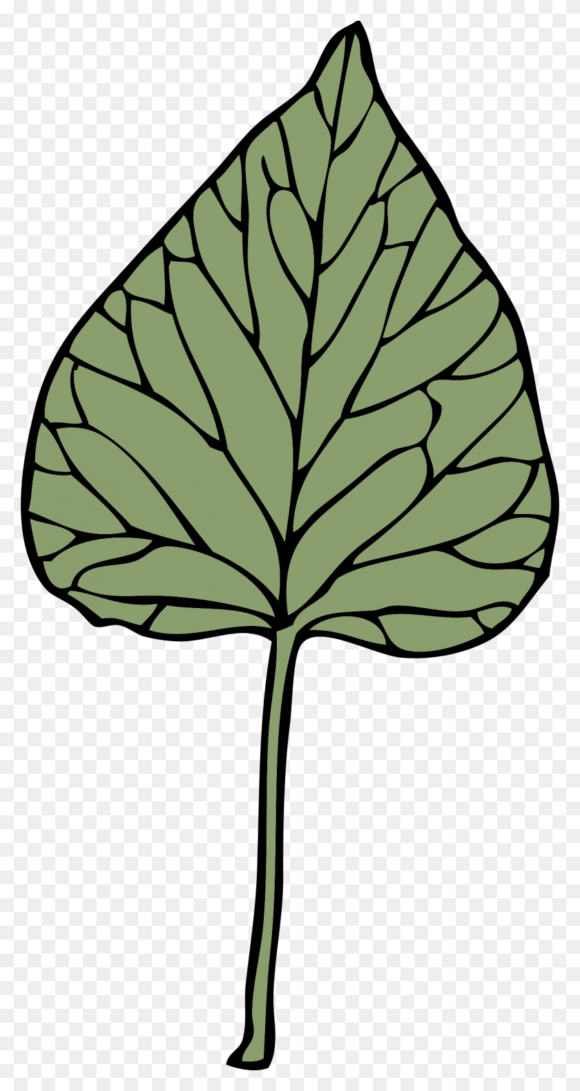 1232x2400 This Free Icons Design Of Ivy Leaf, Plant, Veins, Pineapple HD PNG Download