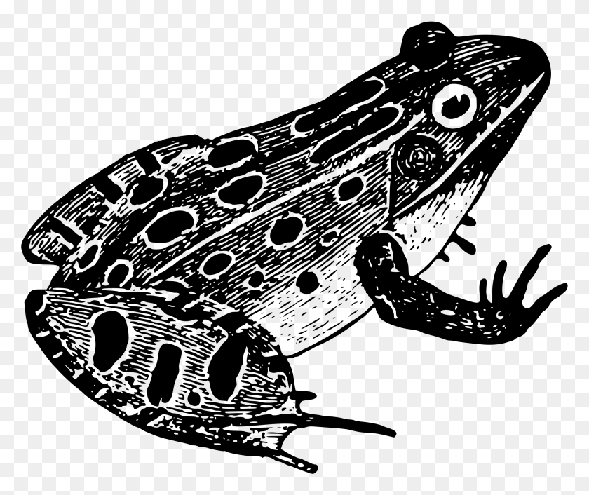 2400x1990 Этот Бесплатный Дизайн Иконок Леопардовой Лягушки, Серый, Мир Варкрафта Png Скачать