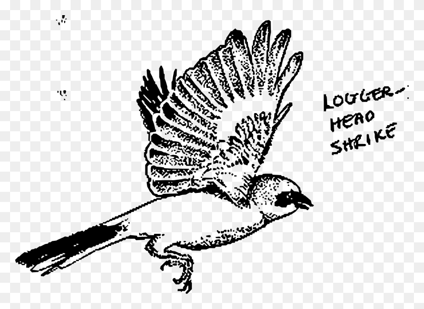 2348x1662 This Free Icons Design Of Logger Head Shrike Loggerhead Shrike, Grey, World Of Warcraft Hd Png