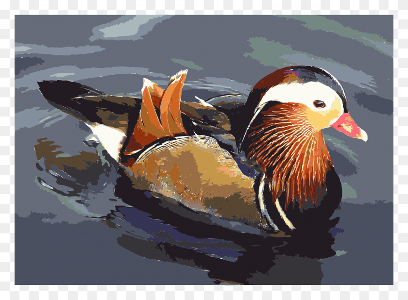 2400x1719 This Free Icons Design Of Mandarin Mandarin Duck, Bird, Animal, Shark HD PNG Download