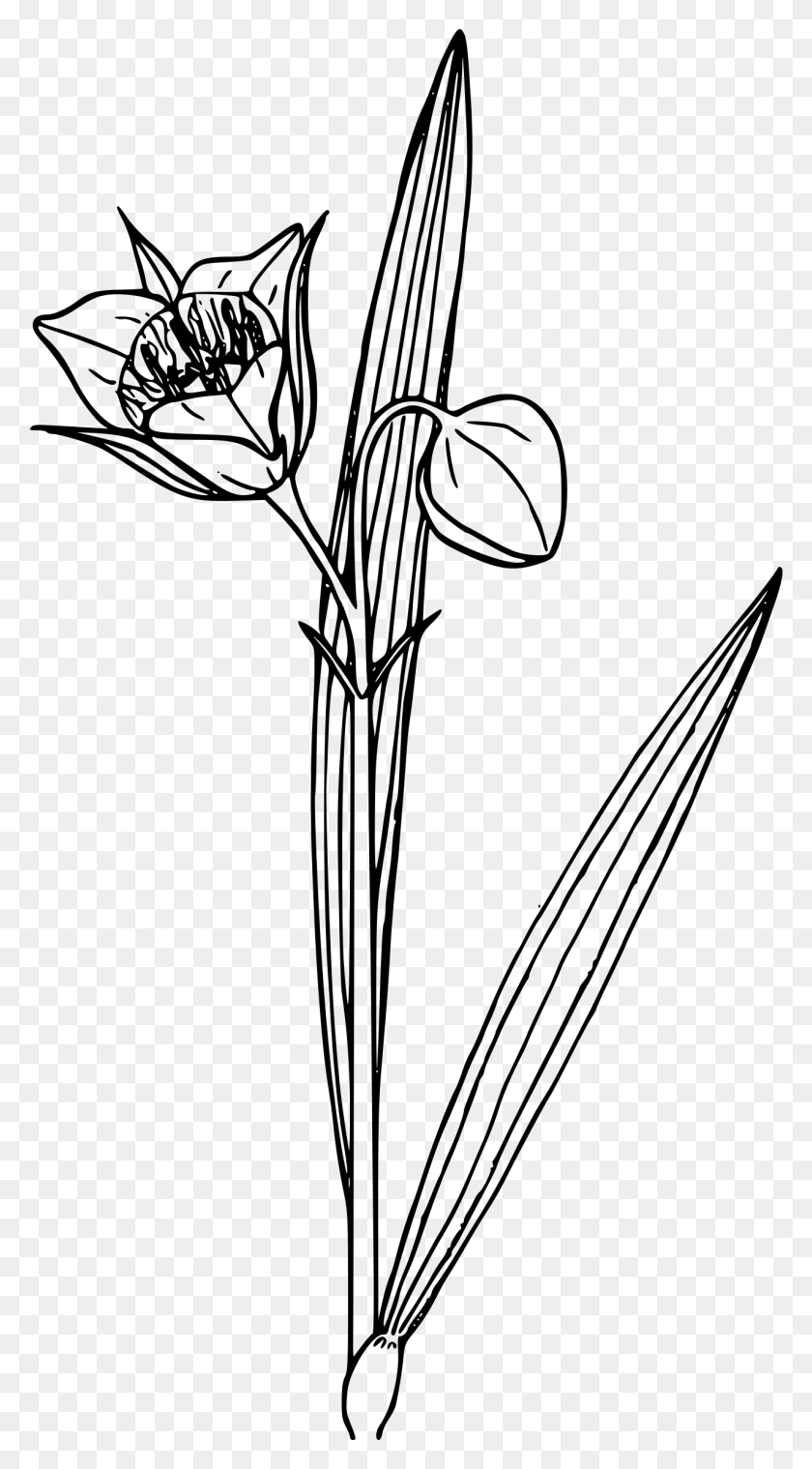 1283x2400 Этот Бесплатный Дизайн Иконок Mariposa Lily, Серый, Мир Варкрафта Png Скачать