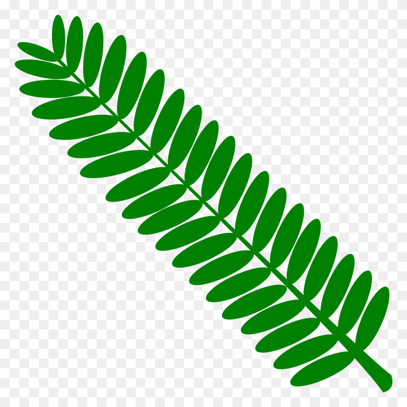 2297x2298 This Free Icons Design Of Mimosa Leaf Twig Plant Touch Me Not Leaf, Fern, Green HD PNG Download