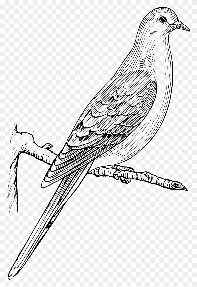 1570x2339 Этот Бесплатный Дизайн Иконок Траурного Голубя, На Открытом Воздухе, Природа, Космическое Пространство Png Скачать