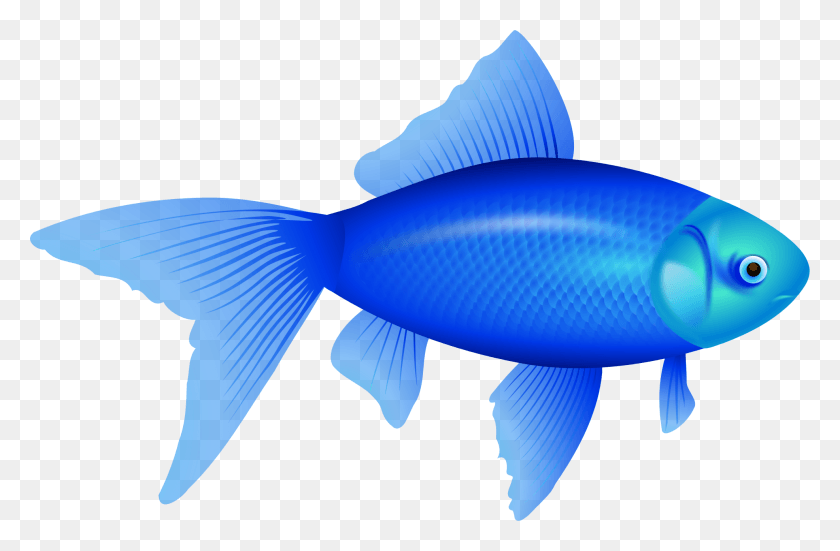 1973x1243 Этот Бесплатный Дизайн Иконок Не Золотая Рыбка Не Ауксин, Животное, Вода, Водные Hd Png Скачать