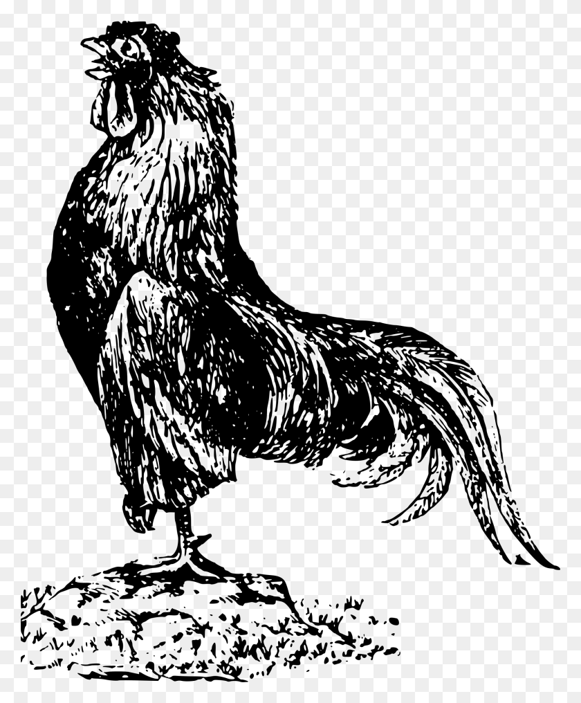 1958x2400 This Free Icons Design Of Old Rooster, Gray, World Of Warcraft HD PNG Download