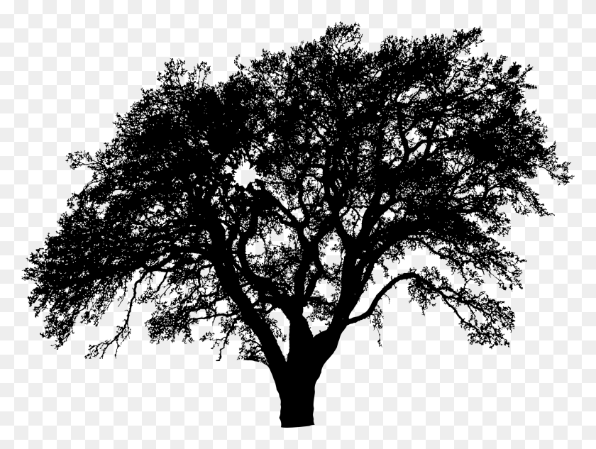 2280x1677 This Free Icons Design Of One More Tree Silhouette, Gray, World Of Warcraft HD PNG Download