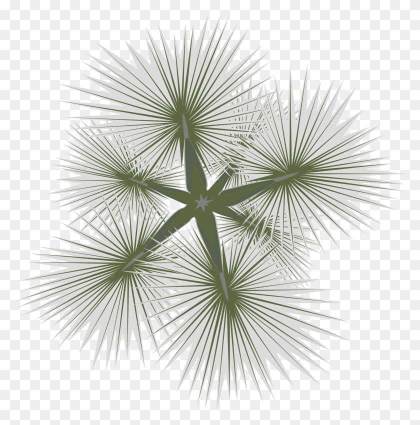 2369x2401 This Free Icons Design Of Palm 01a Saw Palmetto, Plant, Flower, Blossom HD PNG Download