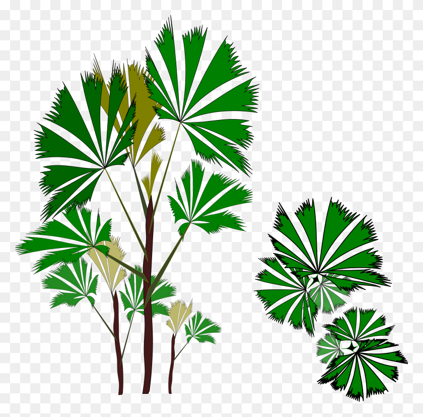 2394x2356 Этот Бесплатный Дизайн Иконок Пальмы Рафис 01 Пальмы, Зеленый, Растение, Растительность Png Скачать