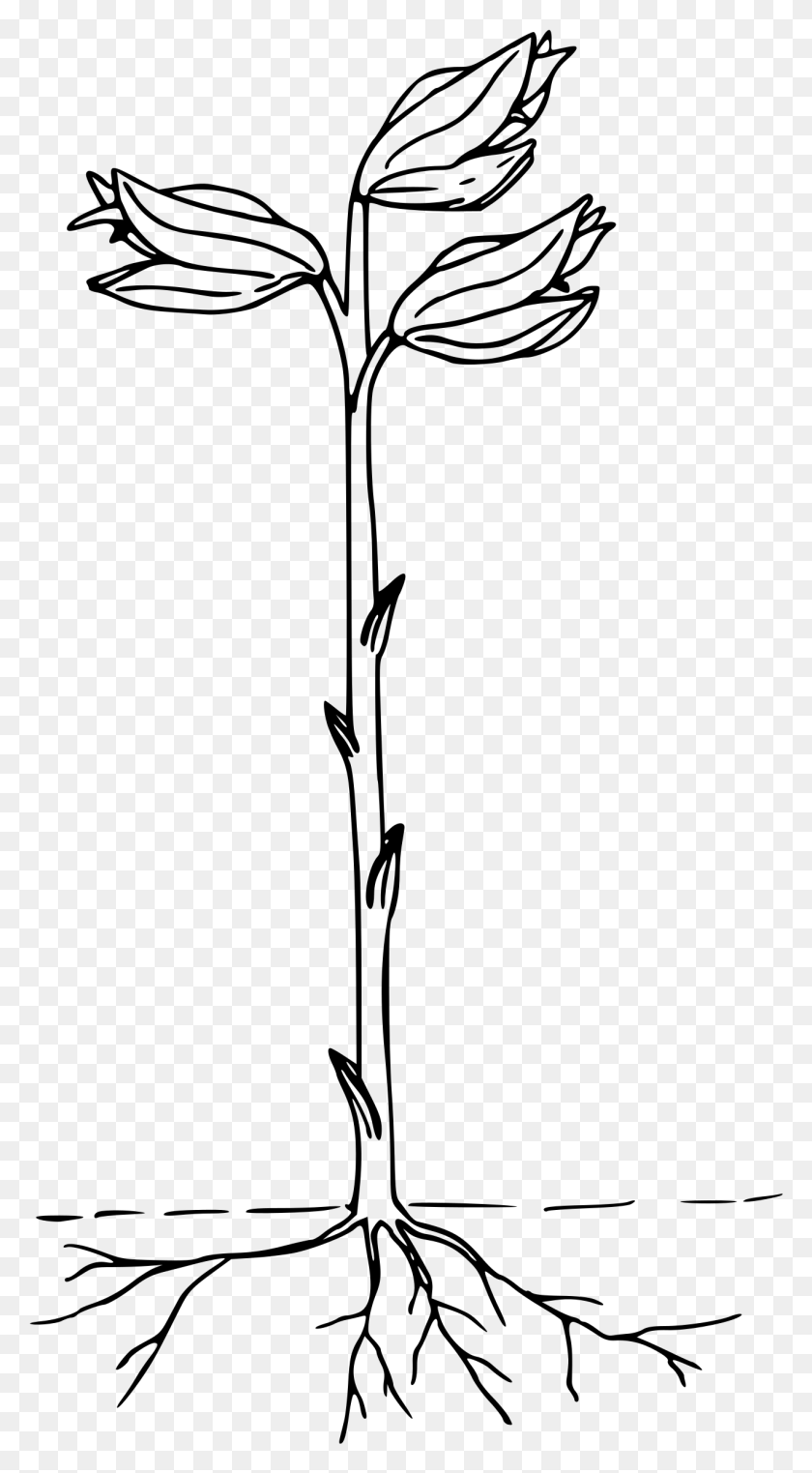 1279x2400 Этот Бесплатный Дизайн Иконок Призрачной Орхидеи, Серый, Мир Варкрафта Png Скачать