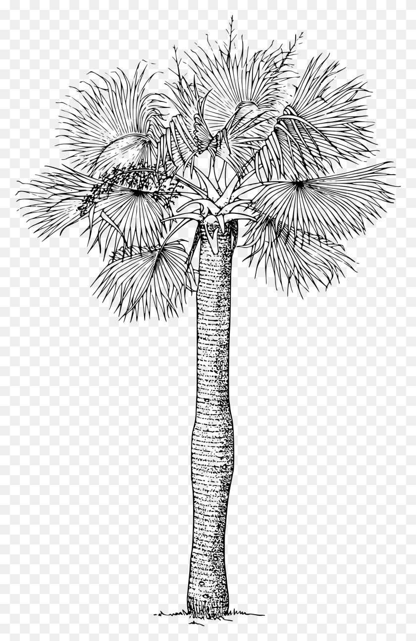 1515x2400 Этот Бесплатный Дизайн Иконок Пуэрториканской Шляпы Пальмы, Серый, Мир Варкрафта Png Скачать