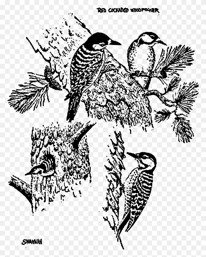 1824x2310 This Free Icons Design Of Red Cockaded Woodpeckers Red Cockaded Woodpecker, Gray, World Of Warcraft HD PNG Download