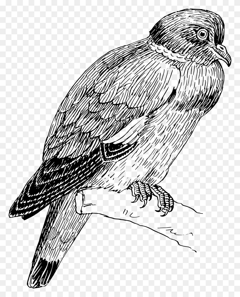 1912x2400 Этот Бесплатный Дизайн Иконок Кольцевого Голубя Попугай, Серый, Мир Варкрафта Png Скачать
