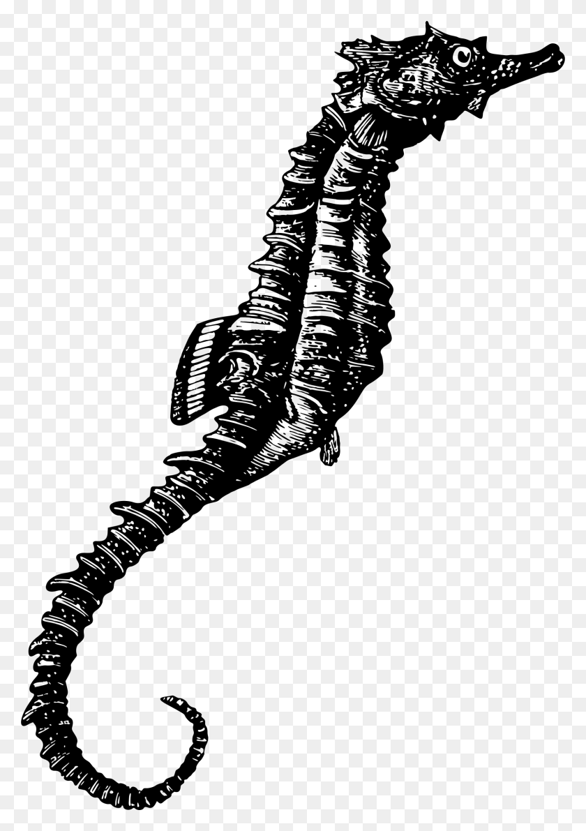 1654x2400 This Free Icons Design Of Seahorse, Gray, World Of Warcraft HD PNG Download