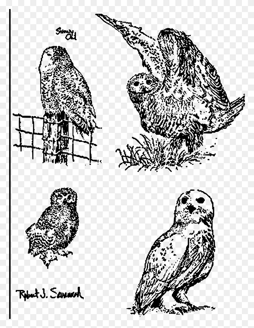 1824x2400 This Free Icons Design Of Snowyowl Grouping Sketch, Grey, World Of Warcraft Hd Png