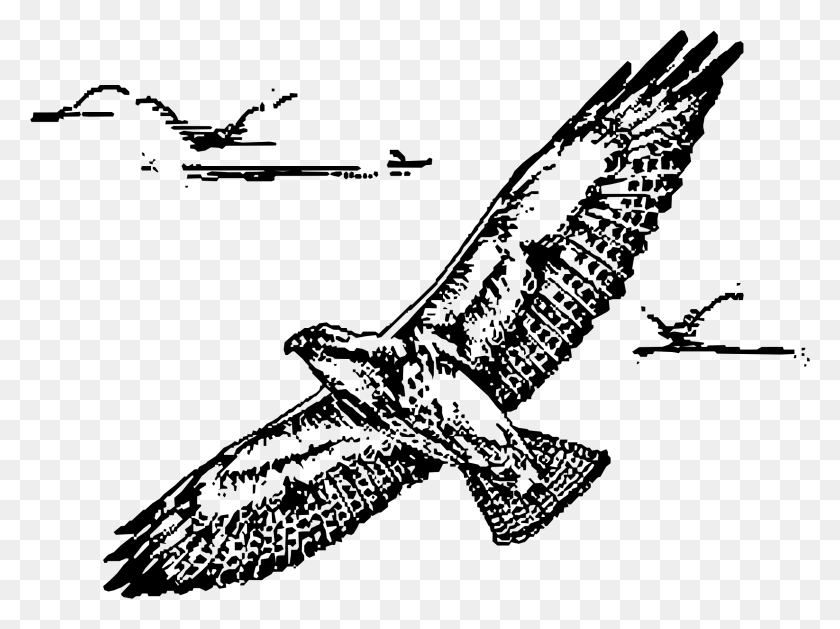 2308x1686 This Free Icons Design Of Swainsion Hawk In Flight, Gray, World Of Warcraft HD PNG Download