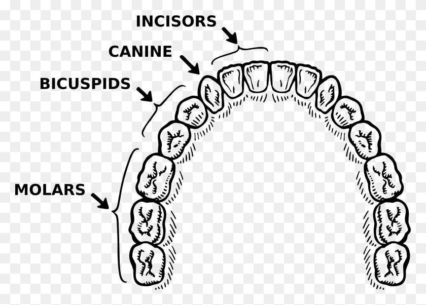 2400x1670 This Free Icons Design Of Teeth, Gray, World Of Warcraft HD PNG Download