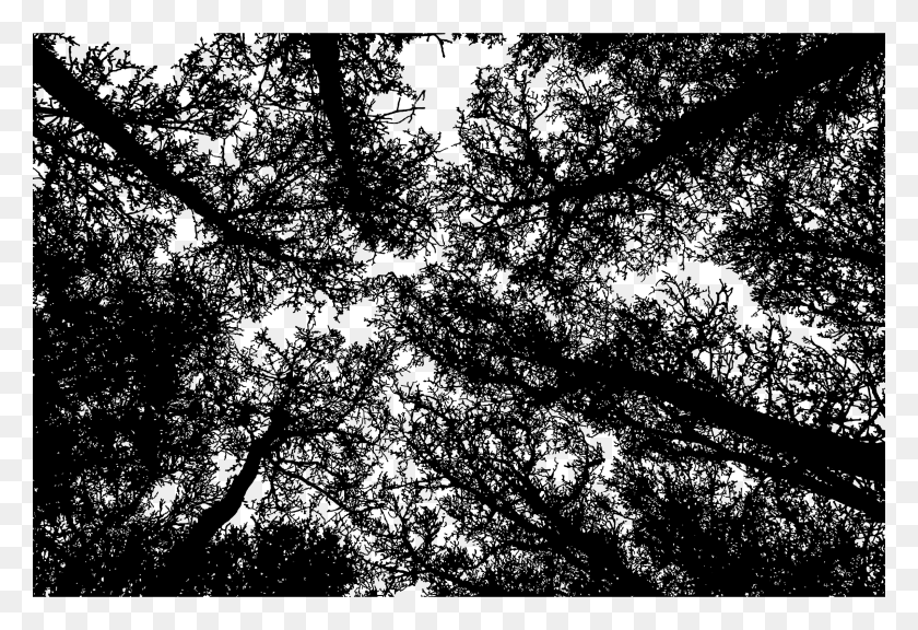 2400x1590 Этот Бесплатный Дизайн Иконок Деревьев Без Листьев, Серый, Мир Варкрафта Png Скачать