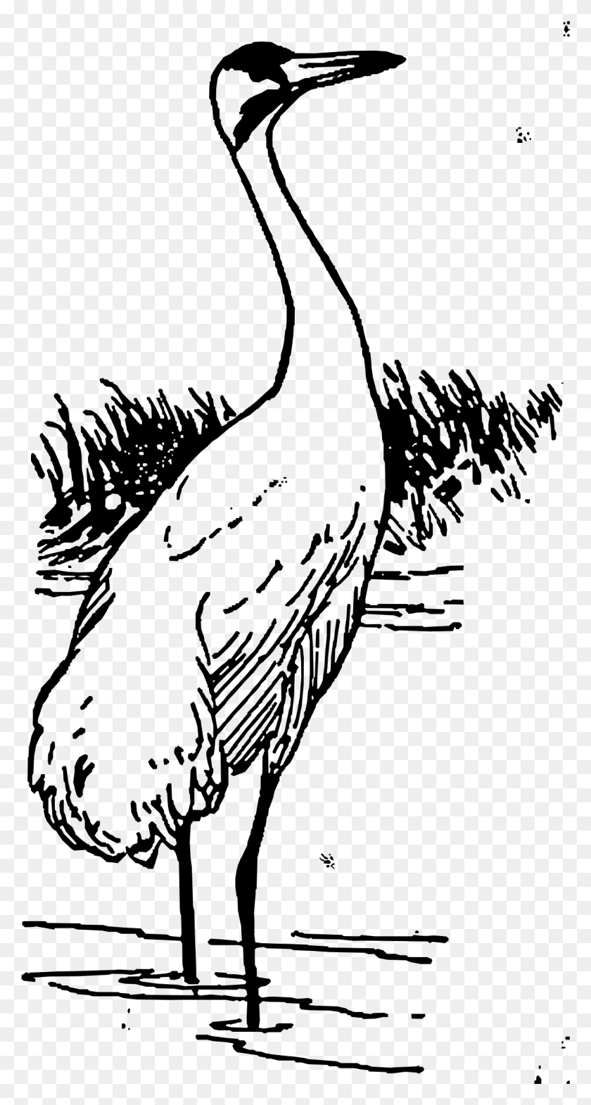 1221x2365 This Free Icons Design Of Whooping Crane Outline Of Black Necked Crane, Gray, World Of Warcraft HD PNG Download