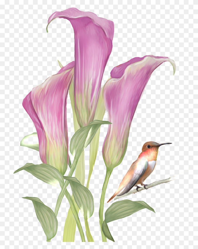 898x1147 Эта Графика Рисованной Цветы И Птицы Узор Акварель Живопись, Птица, Животное, Растение Png Скачать