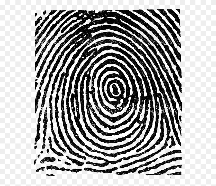 577x666 This Image Used For Decorative Purposes Only Fingerprint With Bridge Minutiae, Spiral, Coil HD PNG Download