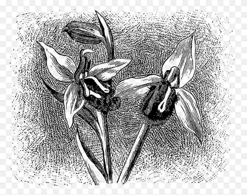 1333x1030 Это Красивая Цифровая Передача Изображений Орхидеи Полевых Цветов, Беспозвоночных, Животных, Насекомых Png Скачать