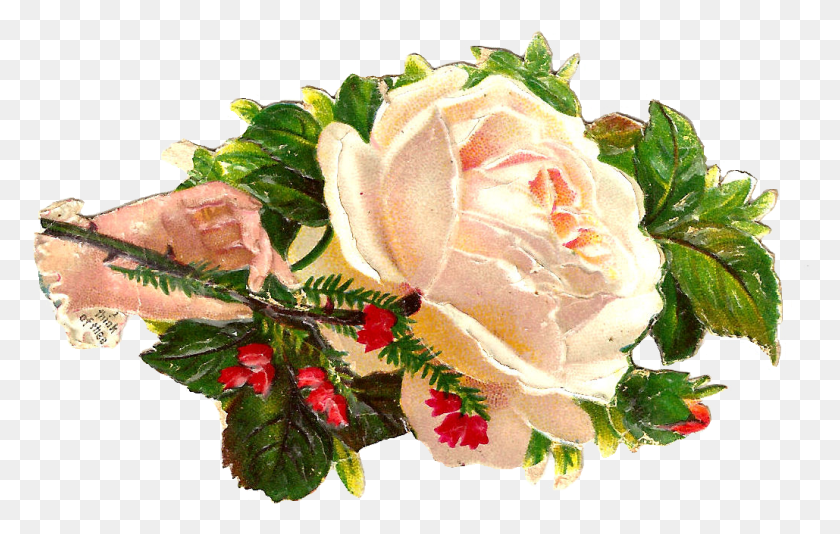 1029x626 Это Красивая Белая Роза Картинки Из Викторианской Картинки, Растение, Цветок, Лист Hd Png Скачать