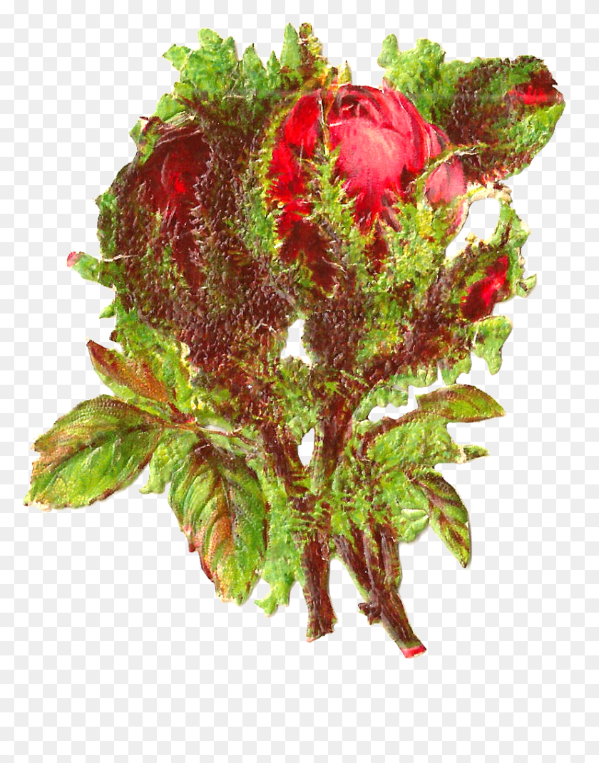 828x1074 Это Прекрасный Рисунок Красной Розы, Который Я Создал Из Букета, Лист, Растение, Дерево Png Скачать