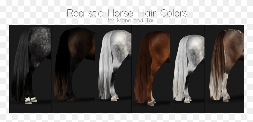 1332x591 This Is A Set Of Different Realistic Horse Hair Colors Stallion, Bird, Animal, Mammal HD PNG Download