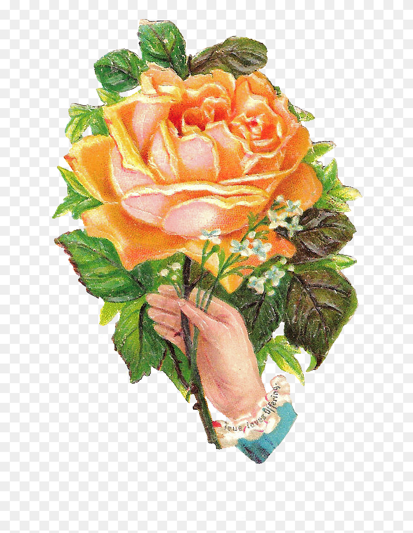 657x1025 Descargar Png Esta Es Una Espectacular Rosa Amarilla Rosa Png, Planta, Rosa, Flor Hd Png