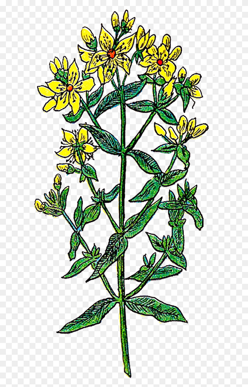 612x1249 Это Винтажная Графика Святого Цветочного Дизайна, Apiaceae, Цветок, Растение Hd Png Скачать
