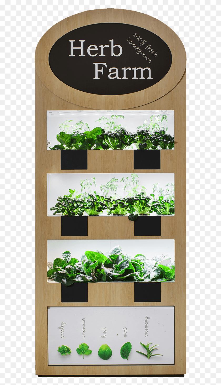 580x1406 This Is An Example Of How Our True Veg Wall Could Look Sageretia Theezans, Plant, Potted Plant, Vase Descargar Hd Png