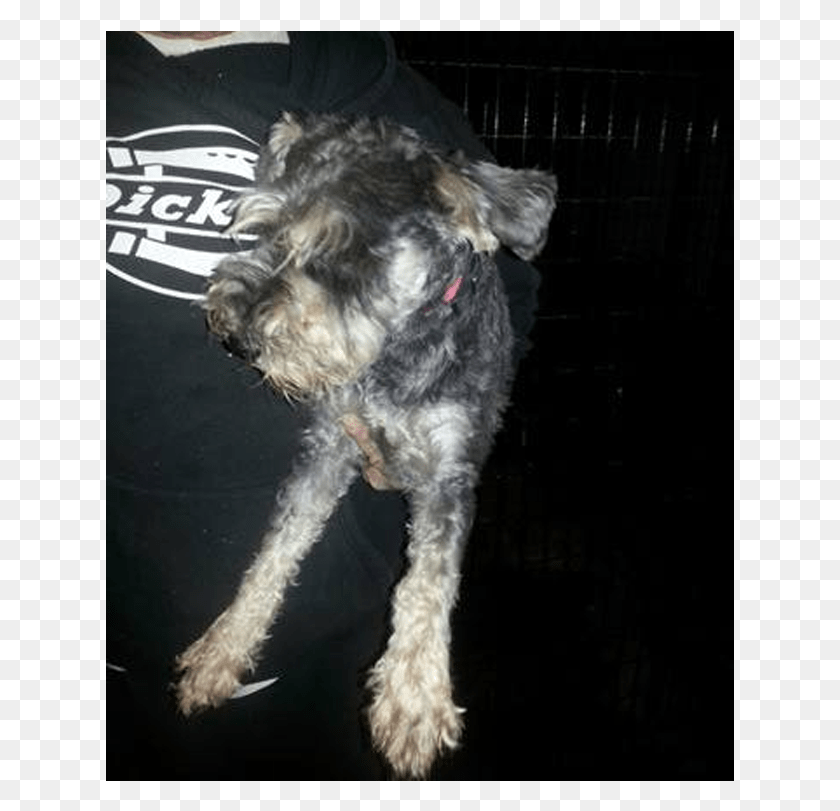 629x751 This Is Rambo He Is A 3 Year Old Schnauzer And A Neutered Schnoodle, Dog, Pet, Canine HD PNG Download