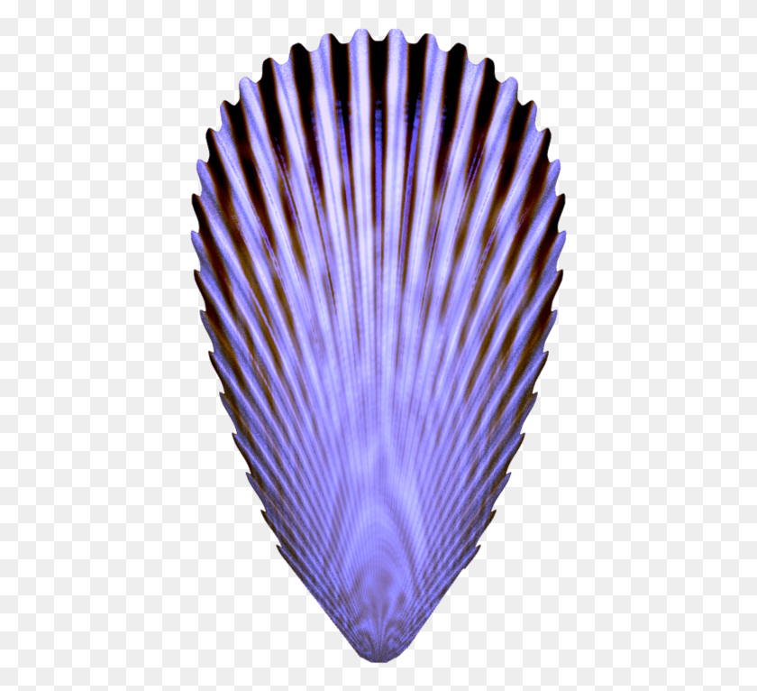 419x706 This One Has A Lovely Shade Of Purple Shades Of Purple Bivalve, Peacock, Bird, Animal HD PNG Download