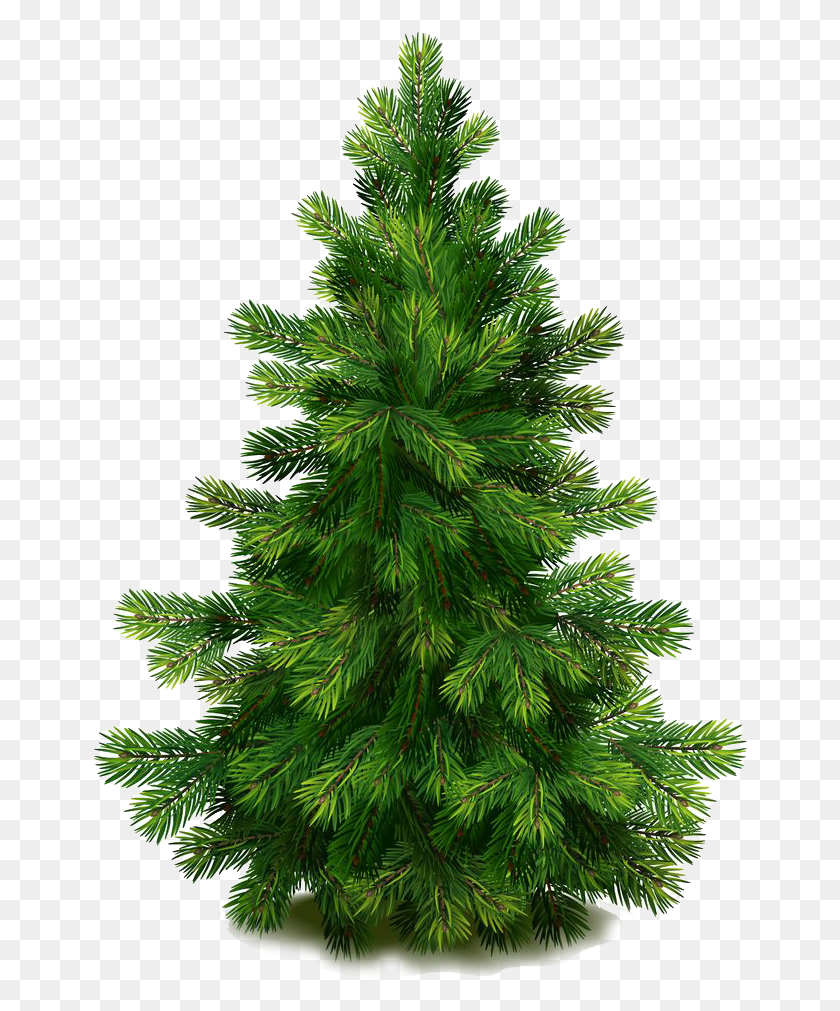 657x951 This Program Is Consistent With The Town39s Sustainable Pine Trees Transparent, Christmas Tree, Tree, Ornament HD PNG Download