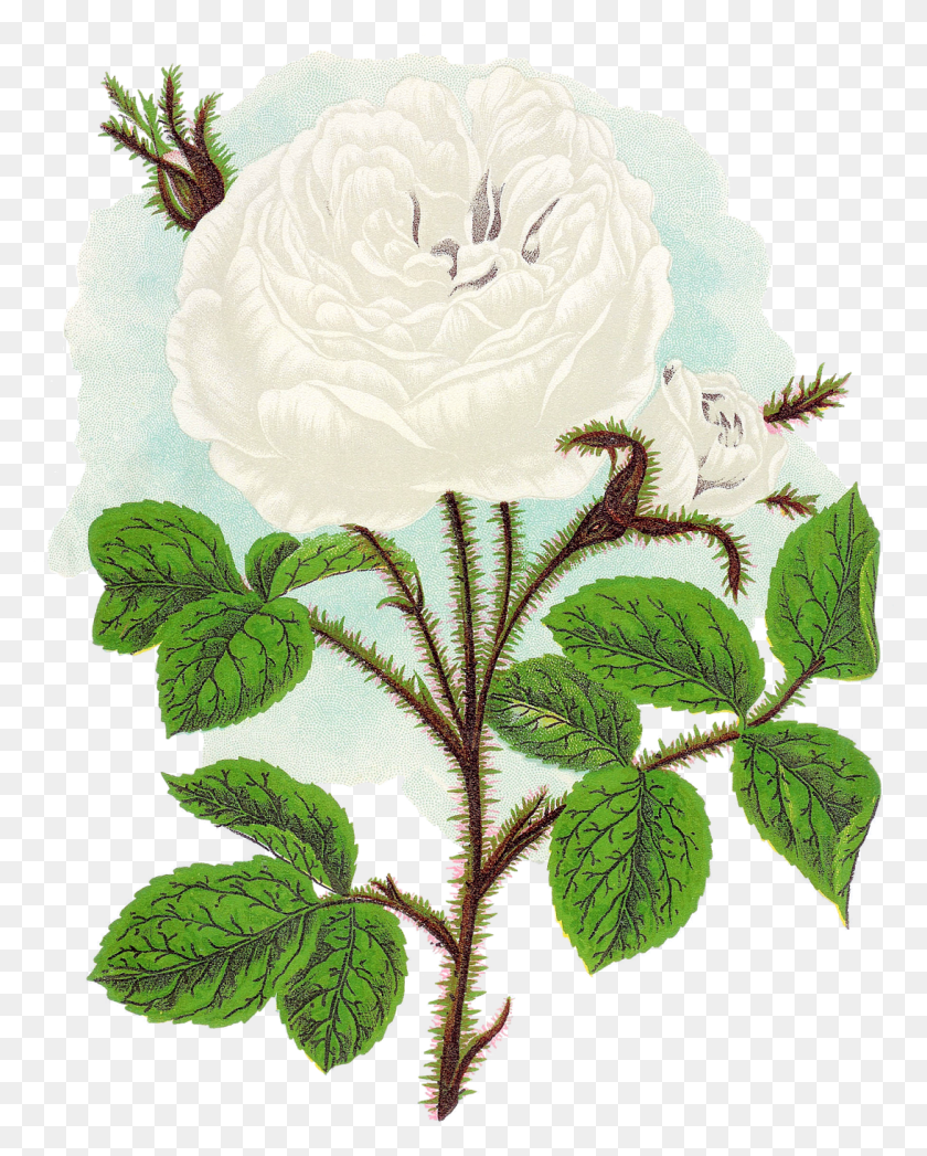 1091x1381 Descargar Png Esta Obra De Arte De Rosa Es Increíblemente Hermosa Y Las Rosas De Jardín, Planta, Flor, Flor Hd Png