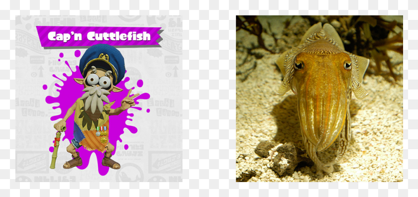 929x401 This Seasoned Inkling Is Named After Cuttlefish A Invertebrates, Lizard, Reptile, Animal HD PNG Download