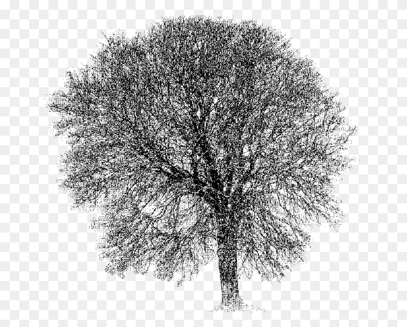 661x615 This Tree Is Approximately 100 Years Old Plane Tree Family, Gray, World Of Warcraft HD PNG Download