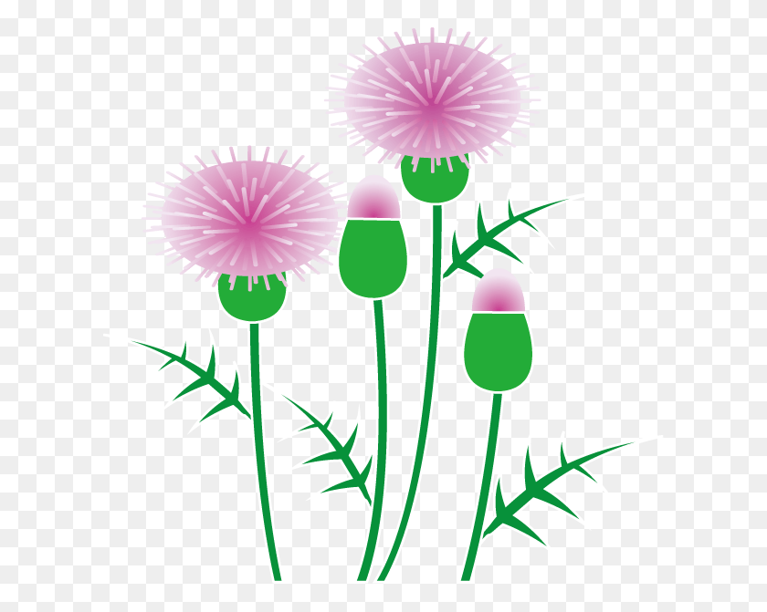 614x611 Thistle Clipart Pink Thistle Clipart, Plant, Flower, Blossom HD PNG Download