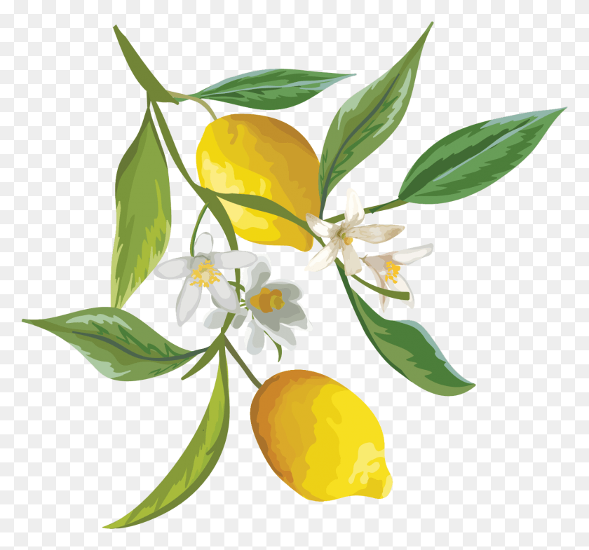 1453x1351 Лимонное Дерево Лимон С Цветком, Растение, Цитрусовые, Фрукты Png Скачать