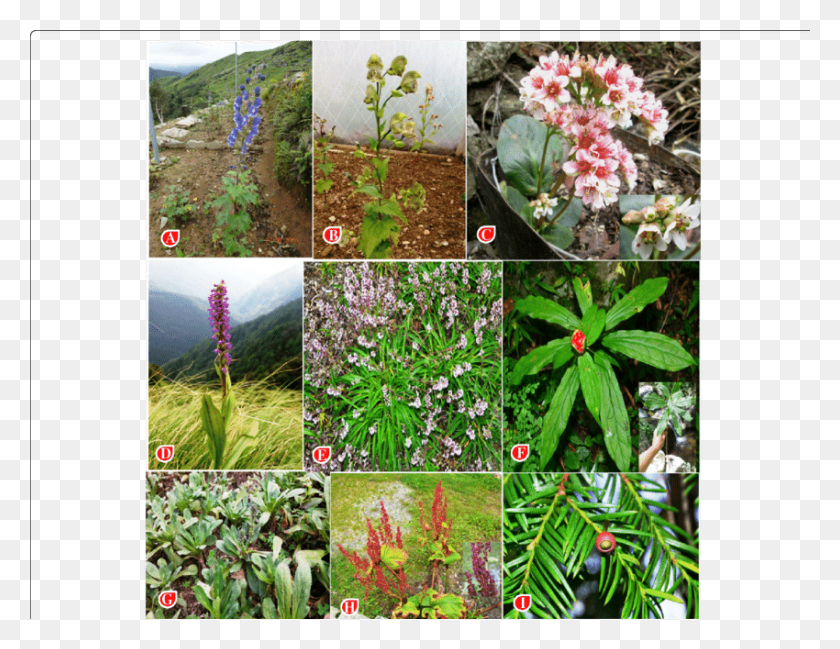 850x642 Threatened Species In Study Area A Aconitum Balfaourii Desert Rose, Plant, Flower, Blossom HD PNG Download