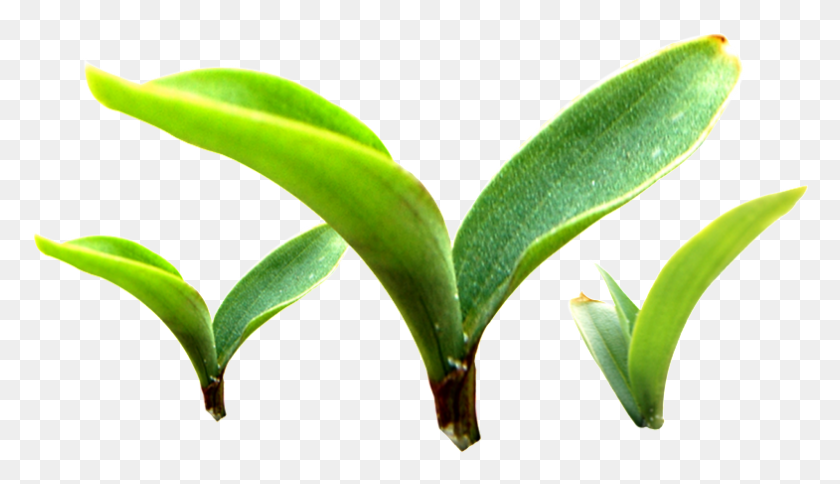 785x427 Three Buds Sprouting Plants Transparent Plant Vector Sprouting Plant, Green, Leaf, Aloe HD PNG Download
