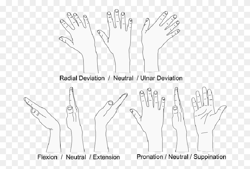 683x510 Three Degrees Of Freedom Of The Healthy Human Wrist Hands Degrees Of Freedom, Hand, Person HD PNG Download