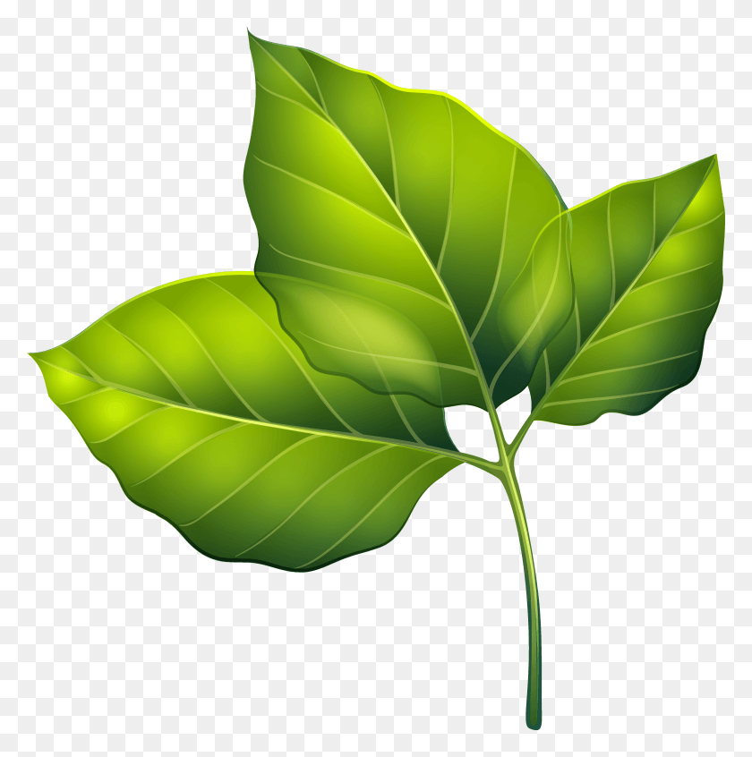 4694x4735 Three Green Leaves Clipart Image Three Green Leaves, Leaf, Plant, Veins HD PNG Download
