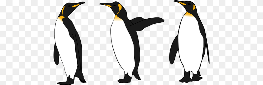500x273 Three King Penguins, Animal, Bird, King Penguin, Penguin Clipart PNG