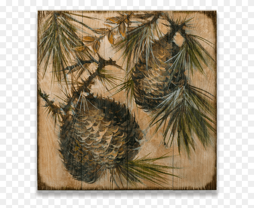 620x630 Three Pine Cones On Branches White Pine, Tree, Plant HD PNG Download