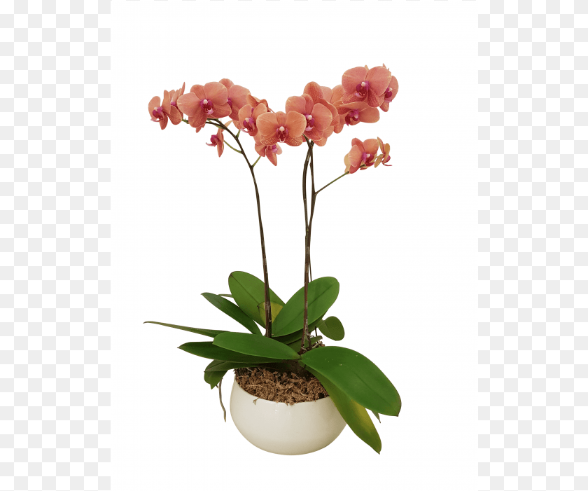 Three Potted Orchids Orchids, Flower, Flower Arrangement, Plant, Orchid Sticker PNG