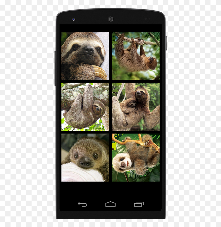 480x800 Three Toed Sloth, Three-toed Sloth, Wildlife, Mammal HD PNG Download
