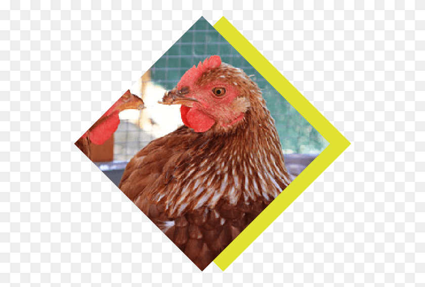 549x508 Through The Chicken Amp Egg Project Rooster, Poultry, Fowl, Bird HD PNG Download