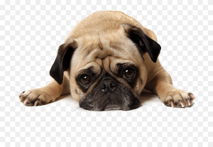 2138x1426 Thug Life Pug Transparent Background Sad Dog Jpg, Pet, Canine, Animal HD PNG Download